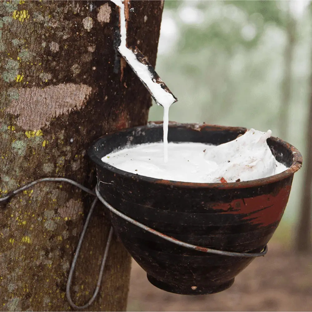 Havea milk being taken from tree