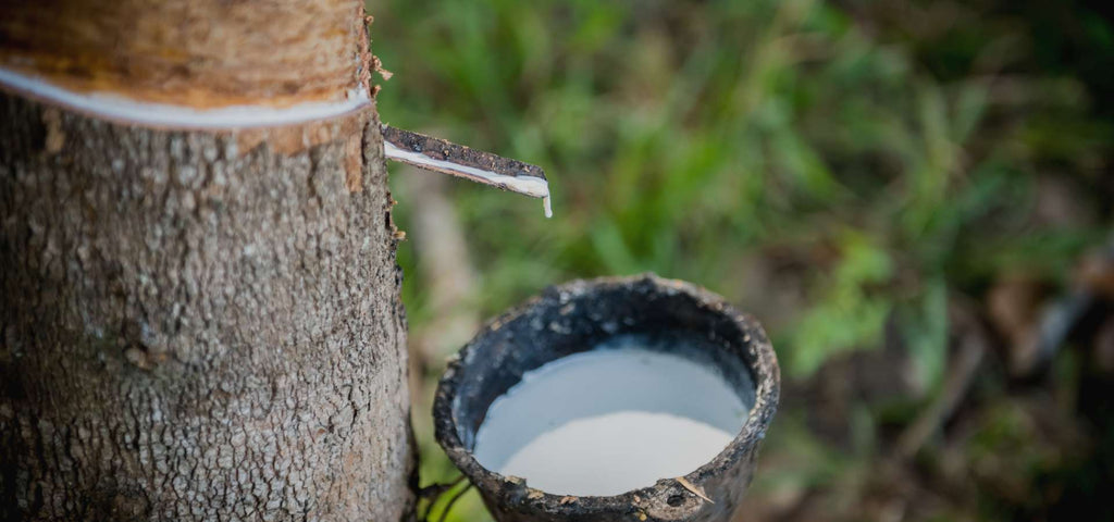 Tree being tapped for hevea milk. 