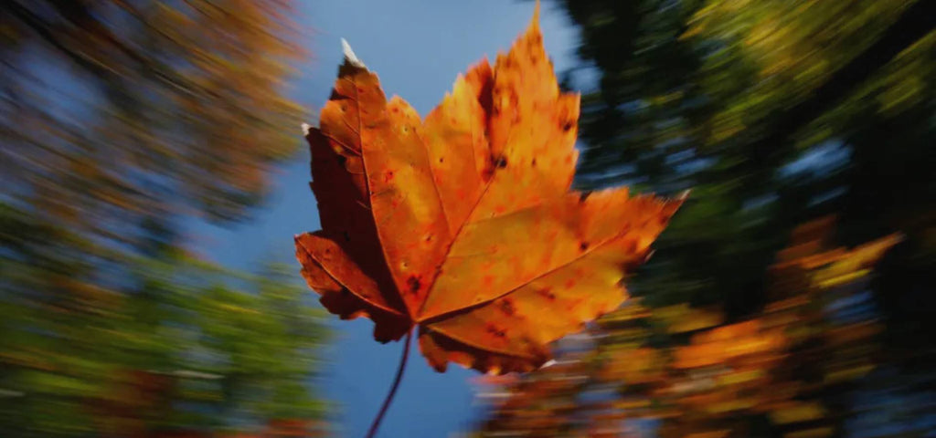 Maple leaf falling and spinning