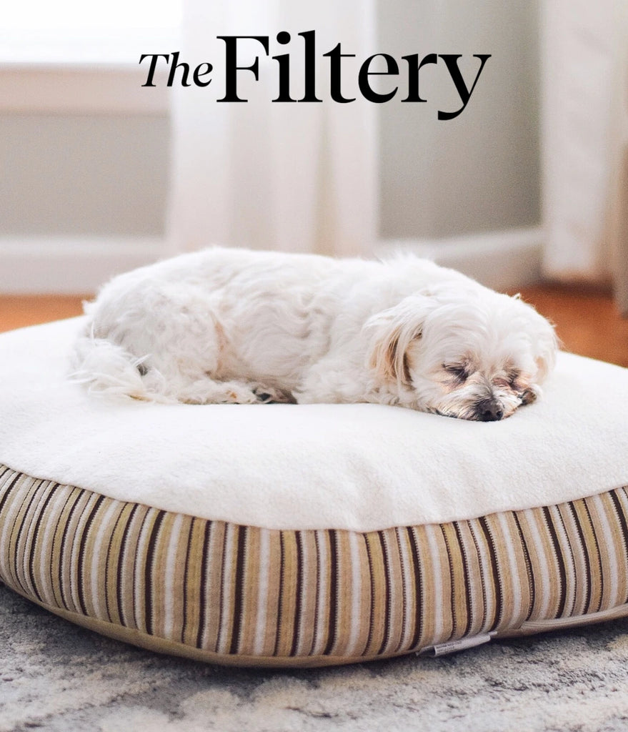 Image showing a white dog sleeping on an Essentia kingston pet bed.