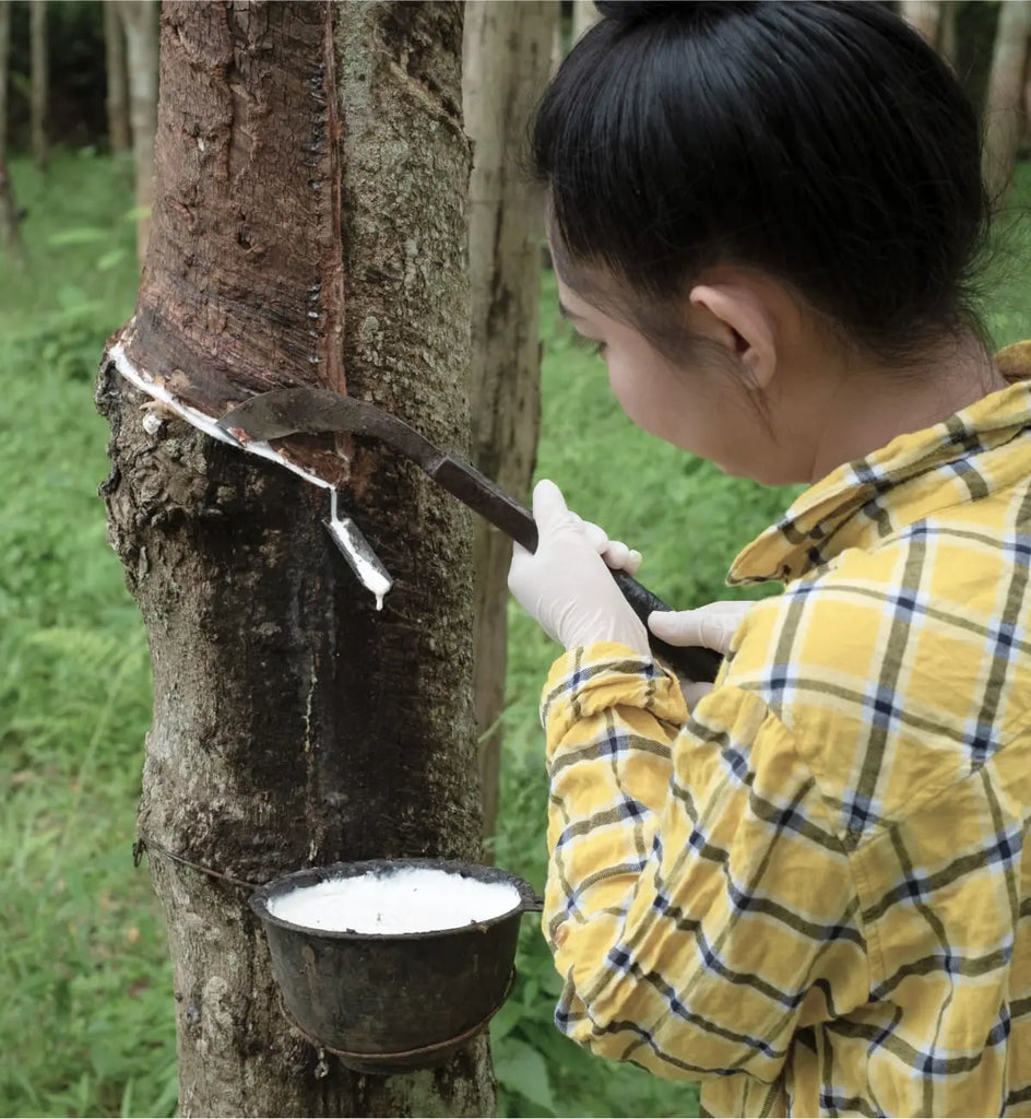 A woman cutting the bark of a tree to collect havea milk
