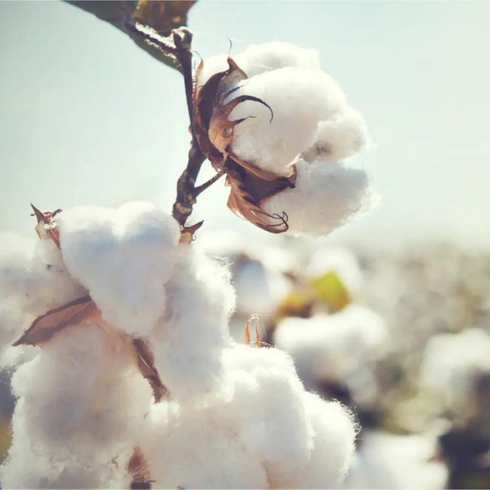 Organic cotton bush.
