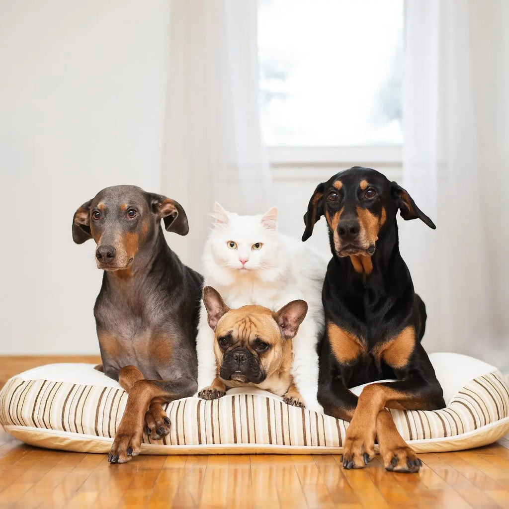 2 Dobermans, a white cat, and a frenchie relaxing on a Essentia Kingston organic dog bed